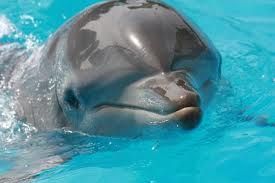 delphin.jpg
