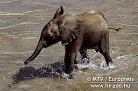 elephant.jpg
