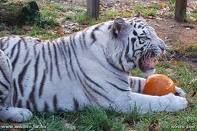 feher_tigris.jpg