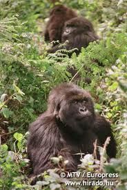 gorilla.jpg