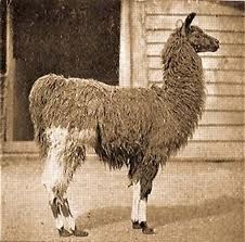 lama.jpg