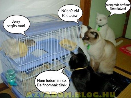 macska4.jpg