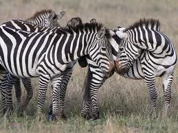 zebra.jpg